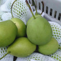 Green Color Fresh Shandong Pear